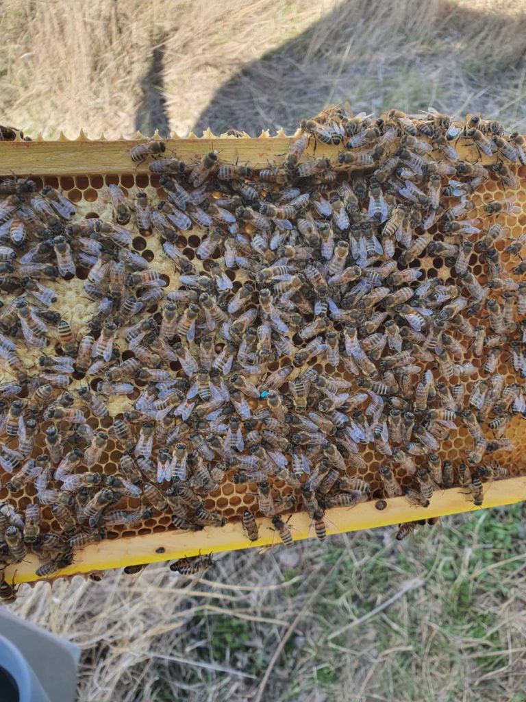 Bild på våra bin