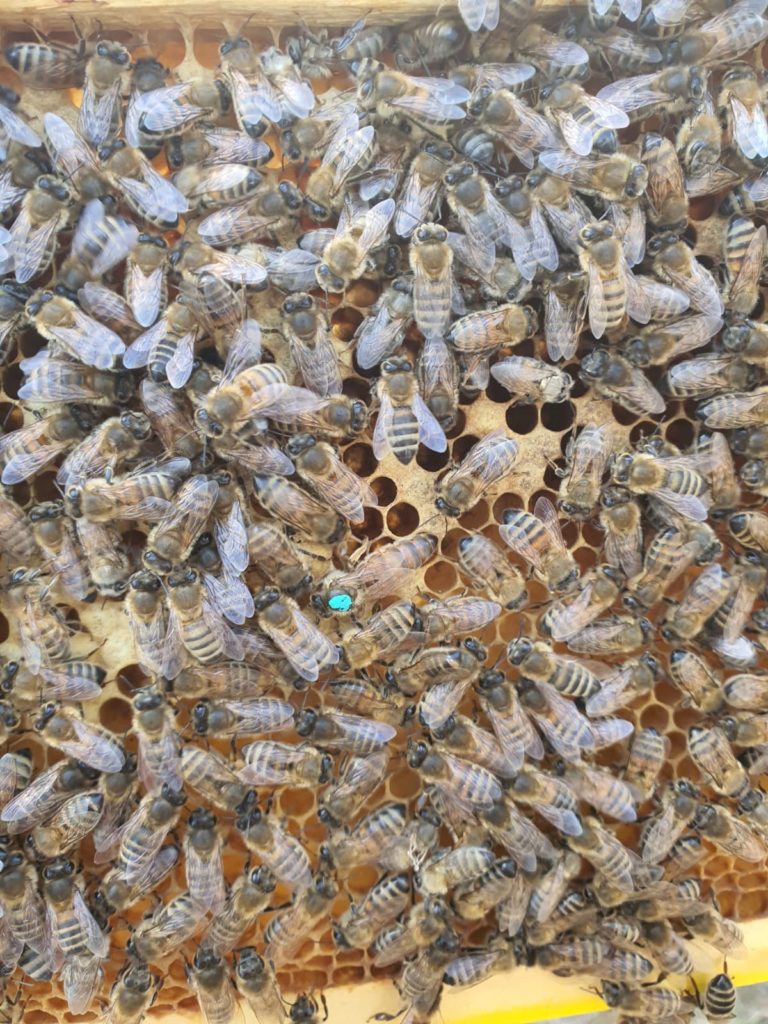 Bild på våra bin